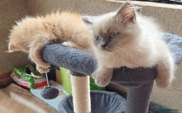 British Longhair cats for sale: British longhair/free - Image 9