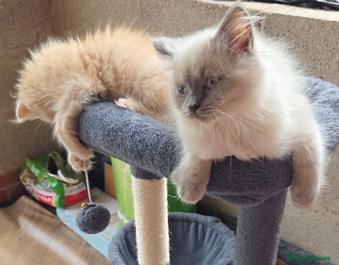 British Longhair cats for sale: British longhair/free - Image 9