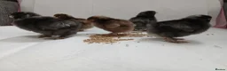 Chickens poultry for sale: Beautiful pekin chicks  - Advert 2