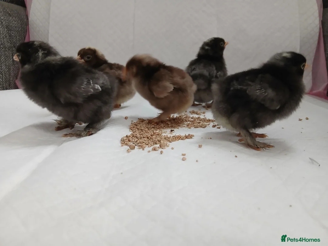 Chickens poultry for sale: Beautiful pekin chicks  - Advert 2