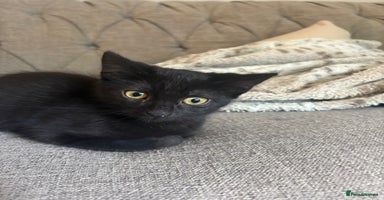 Mixed Breed cats - Advert 4