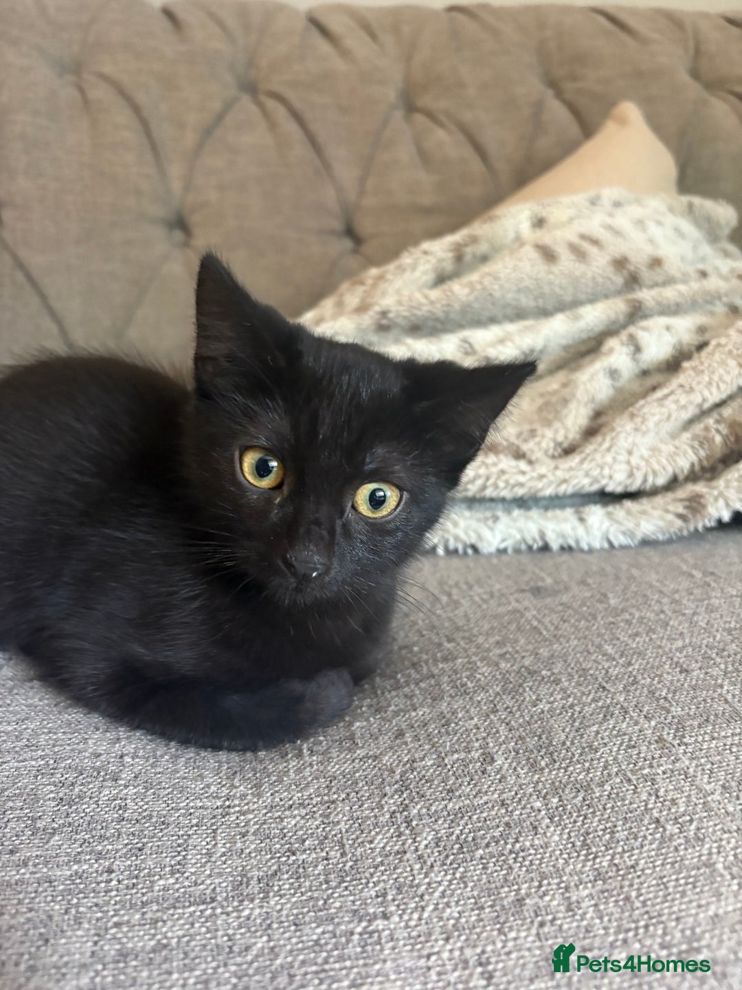 Mixed Breed cats for sale: **** Beautiful pure black kittens **** - Image 2