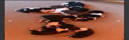 English Springer Spaniel dogs for sale: KC ESS heavily coloured pups  - Advert 4