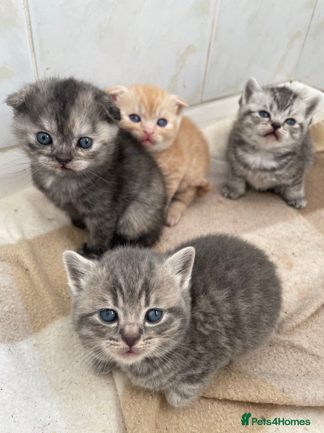 Scottish Fold cats for sale: Pedigree Scottish fold kittens for sale - Image 9