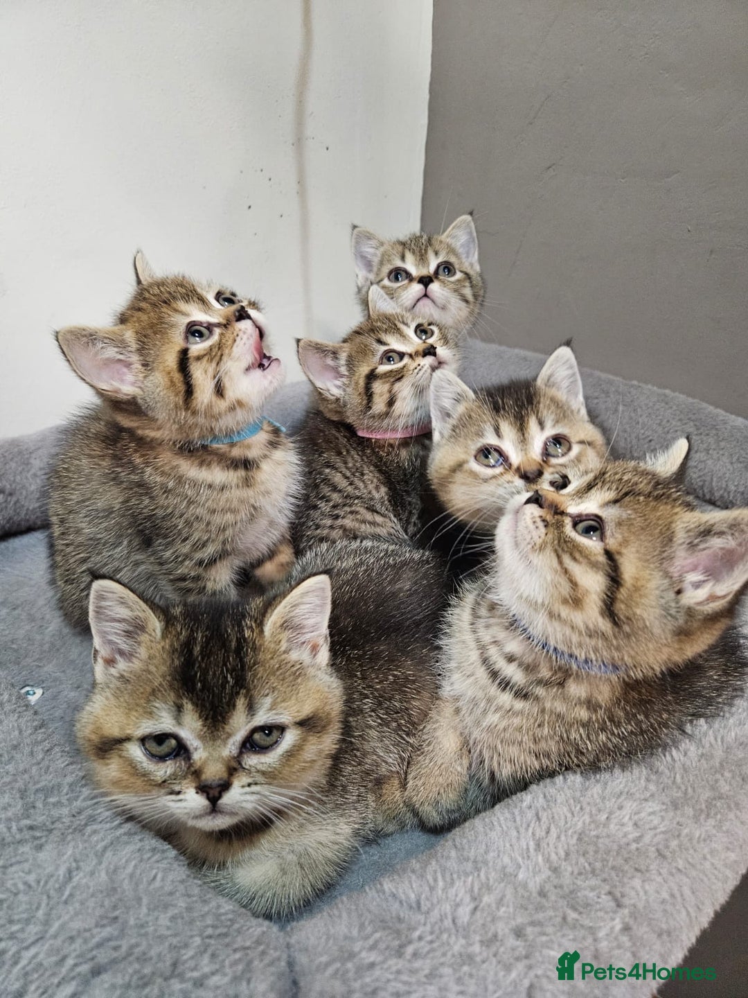 British Shorthair cats for sale: British Shorthair Kittens Full Pedigree Parents  - Advert 6