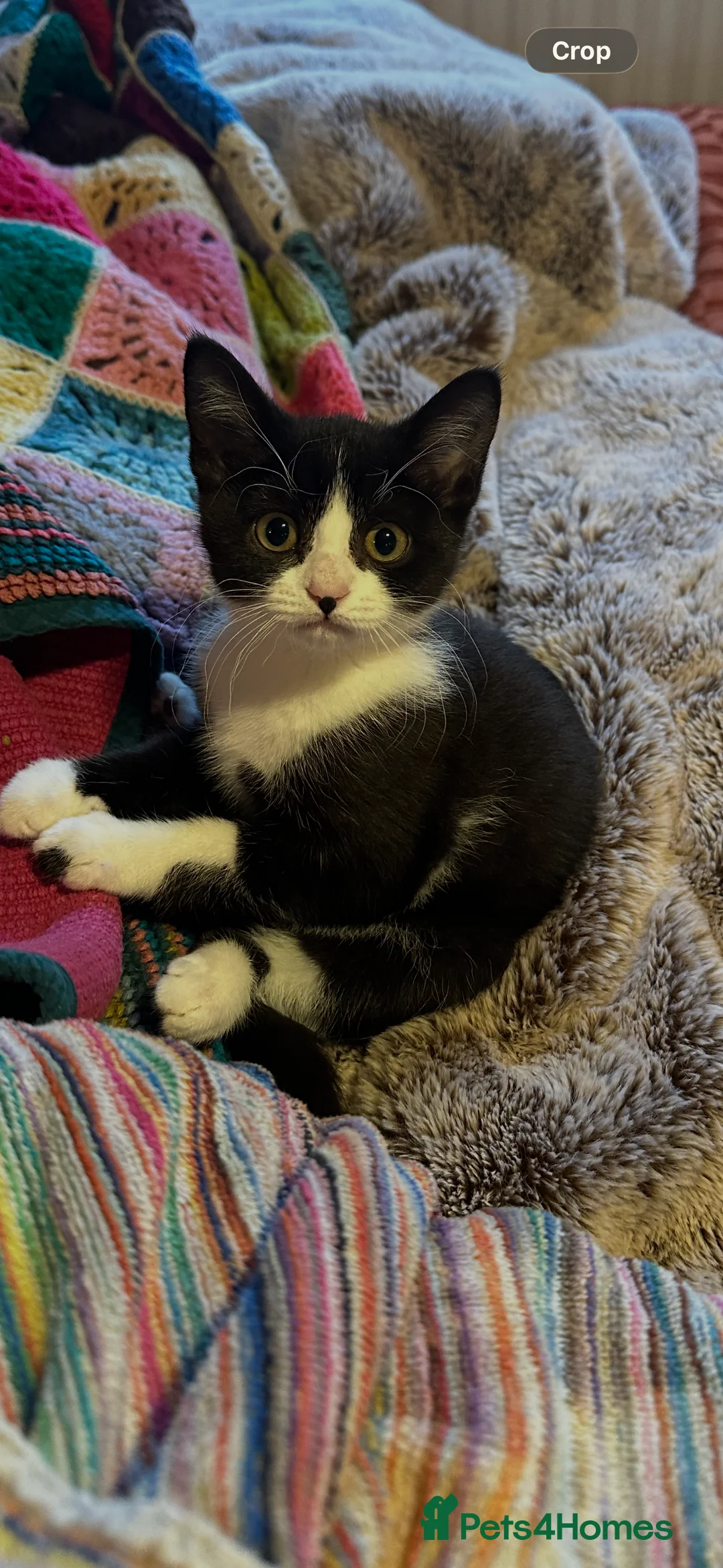 Mixed Breed cats for sale: British shorthair x Sphynx  in Pontefract - Advert 2