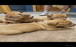 Dogue De Bordeaux dogs for sale: Dogue de bordeaux puppiesgor sale - Image 7