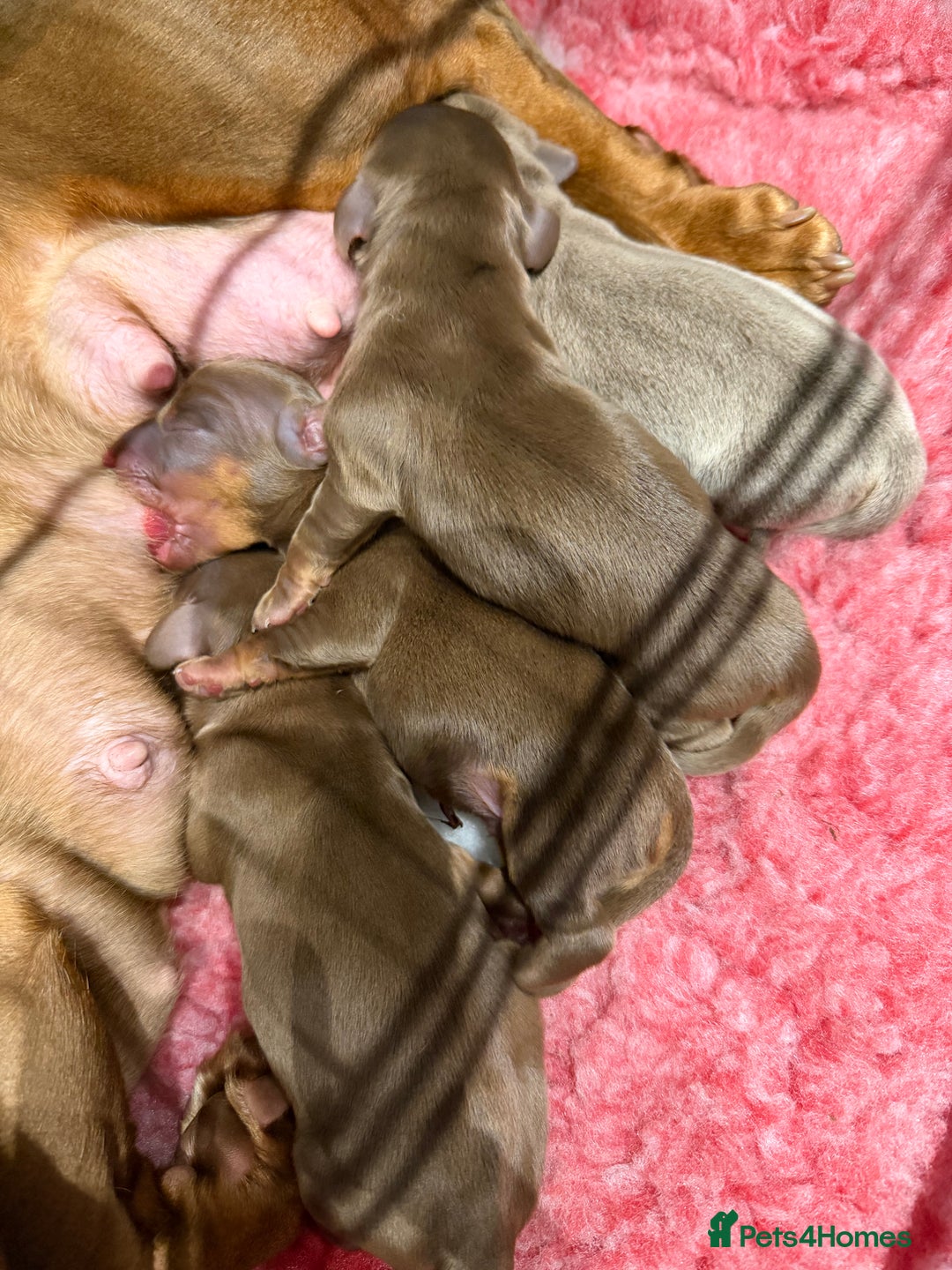 Miniature Dachshund dogs for sale: Mini smooth dachshund  - Advert 5