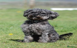Mixed Breed dogs for sale: Gorgeous Puppies for sale - Image 7