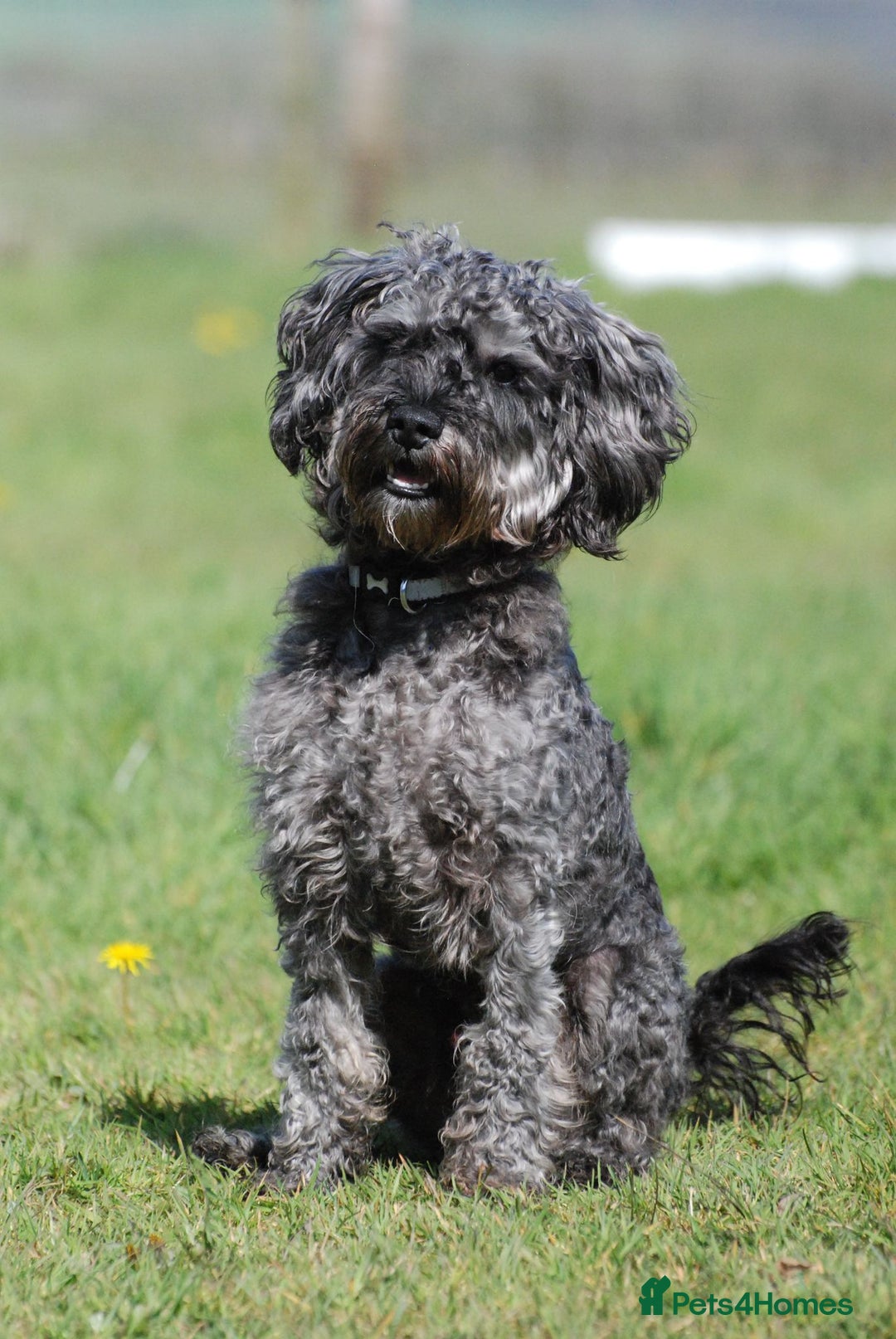 Mixed Breed dogs for sale: Gorgeous Puppies for sale - Image 7
