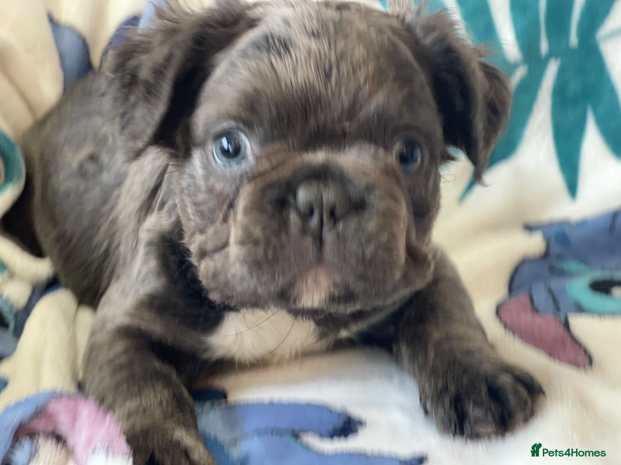 French Bulldog dogs RKC French bulldog puppies - Advert 12
