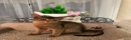 Abyssinian cats for sale: Abyssinian kittens looking for a new forever home - Advert 9