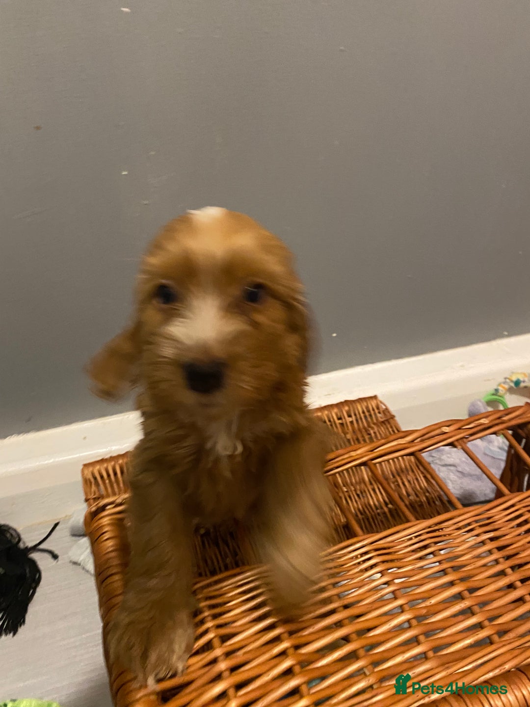 Labradoodle dogs for sale:  Australian Labradoodles Show Cocker Spaniel - Image 30