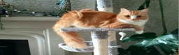 Mixed Breed cats for sale: Maine Coon X Ginger Kittens – 4 Stunning Boys  - Advert 10