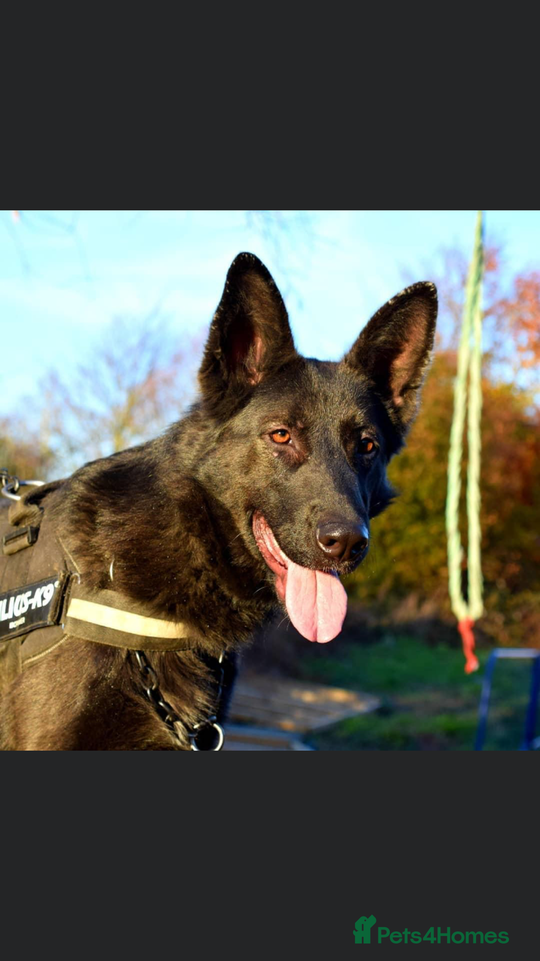German Shepherd dogs for sale: German shepherd puppies  - Image 2