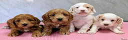 Cockapoo dogs for sale: Licensed breeder health tested F1 cockapoos in Rugby - Advert 2