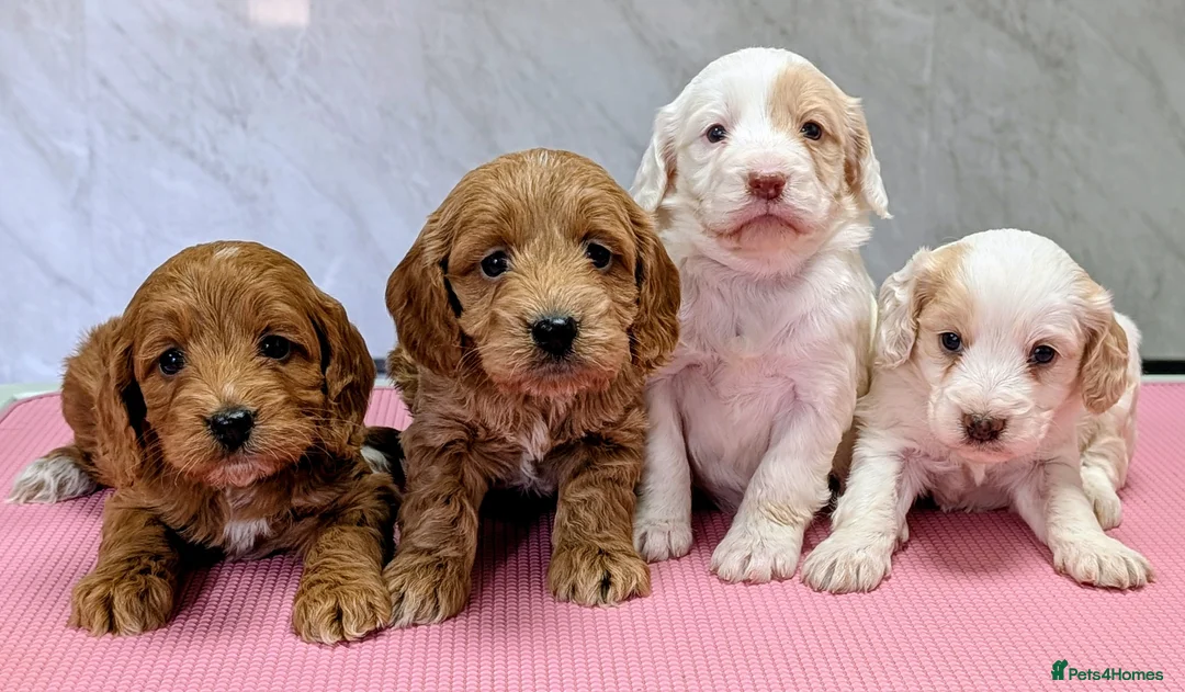 Cockapoo dogs for sale: Licensed breeder health tested F1 cockapoos in Rugby - Advert 2
