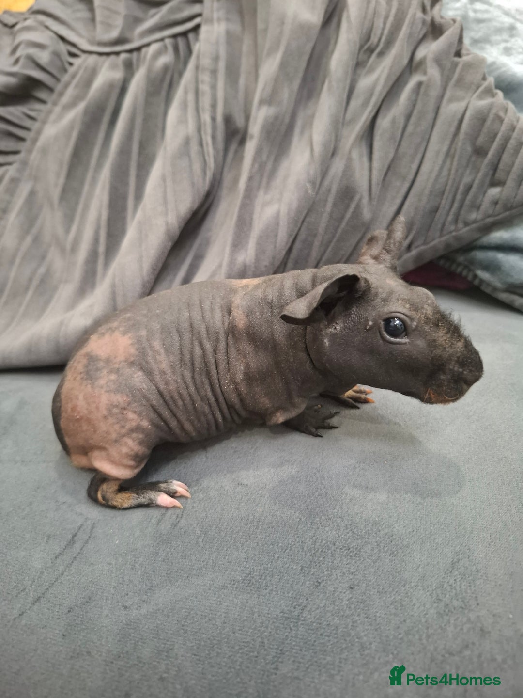 Guinea Pig rodents for sale: Adorable skinny boars - Advert 2