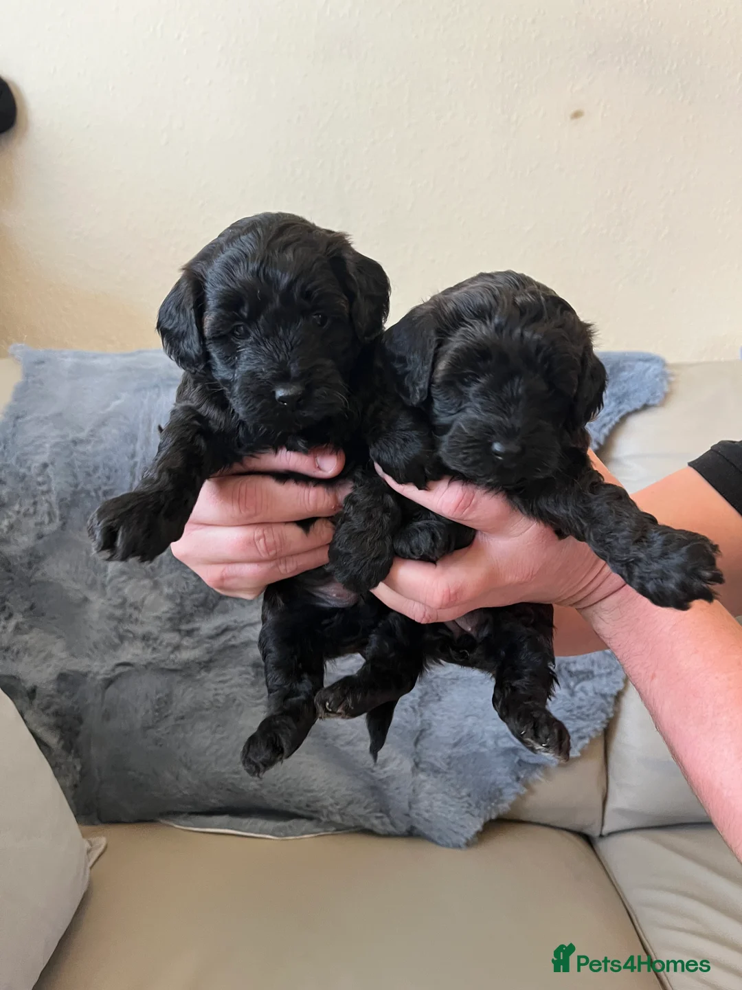 Shihpoo dogs for sale: 1 girl left shihpoo puppy fully vaccinated  - Advert 37