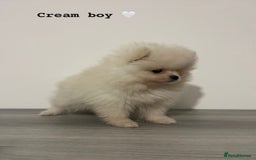 Pomeranian dogs for sale: Pomeranian puppies - Image 8