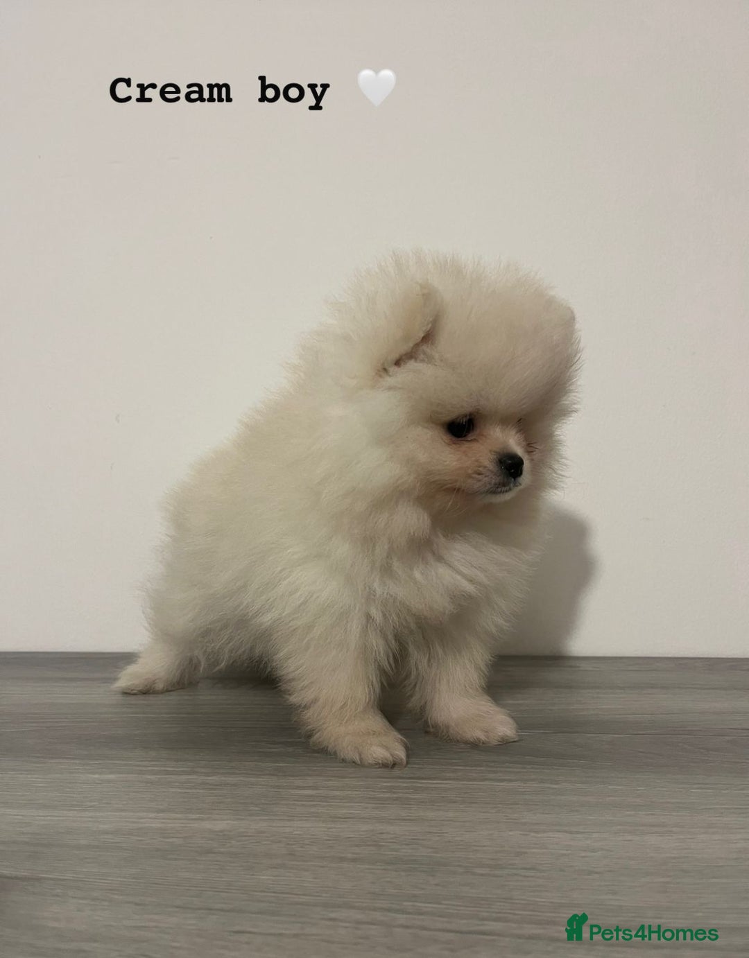 Pomeranian dogs for sale: Pomeranian puppies - Image 8