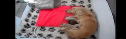 Miniature Dachshund dogs for sale: Quality home reared to make perfect pets - Advert 6