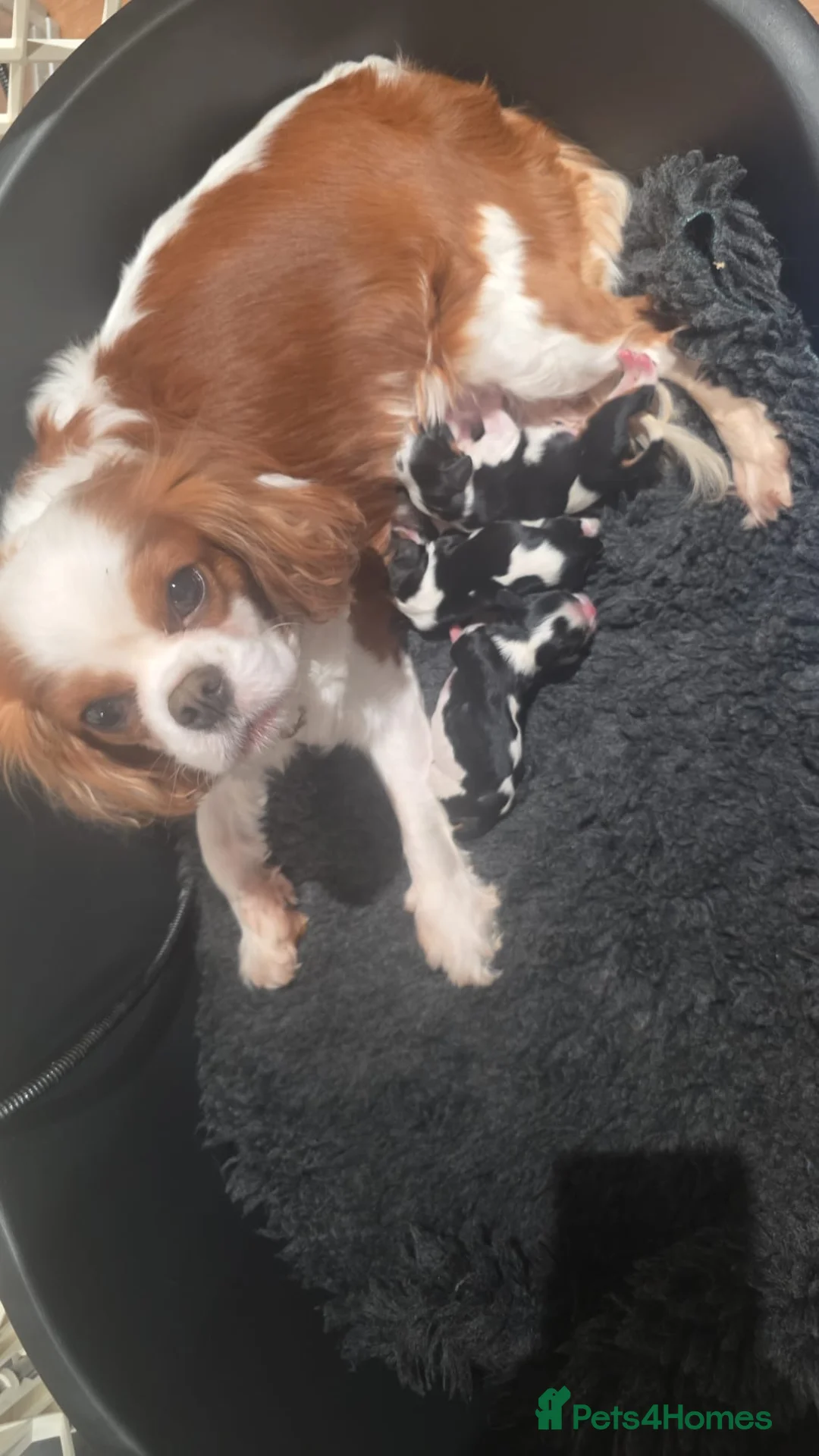 Cavalier King Charles Spaniel dogs for sale: KC Cavalier King Charles puppies - Advert 13