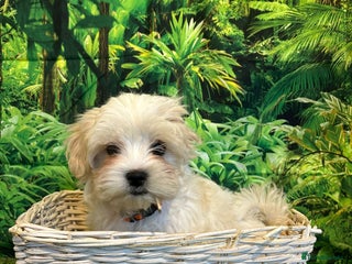 Maltese dogs Bichon Maltese looking for a new home - Advert 6