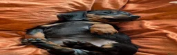 Dachshund dogs for sale: Dappled/Merl Dachshund puppies  - Advert 30
