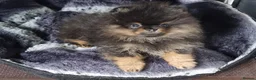 Pomeranian dogs for sale: THE LAST ONE luxury Pomeranian Puppy for sale!!! - Advert 11