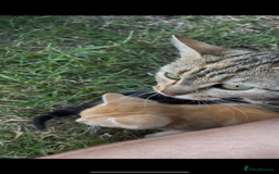Mixed Breed cats for sale: 4 loving kittens for sale  - Image 8