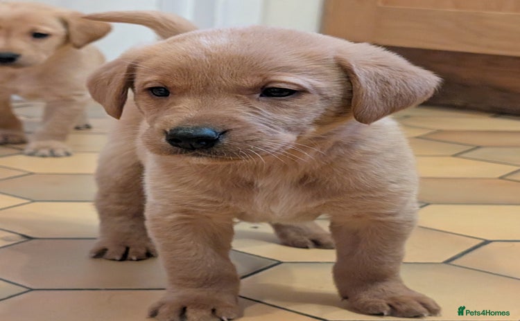 Labrador Retriever dogs Stunning litter of Labrador retriever pups  - Advert 1