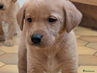 Labrador Retriever dogs for sale: Stunning litter of Labrador retriever pups - Advert 1