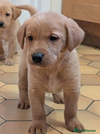 Labrador Retriever dogs Stunning litter of Labrador retriever pups - Advert 1