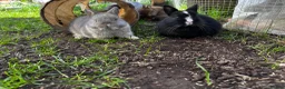 Netherland Dwarf rabbits for sale: Pure Netherland dwarf   - Advert 15