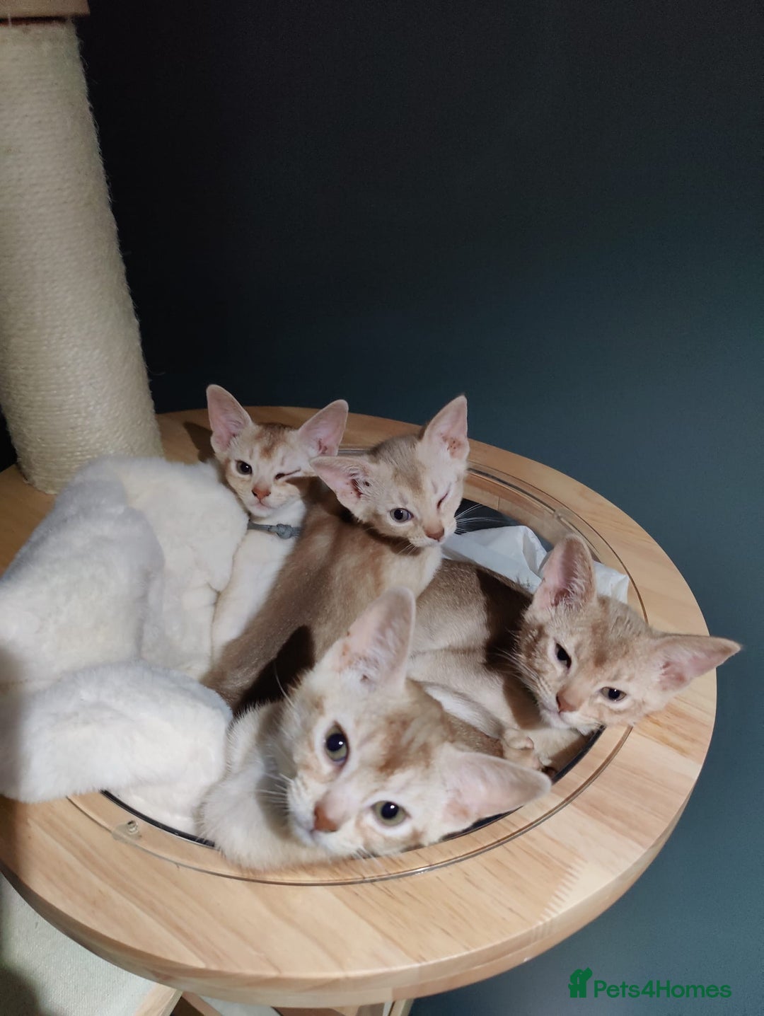 Abyssinian cats for sale: Ready to go TODAY! Delivery ✅ Neutered ✅ - Image 11