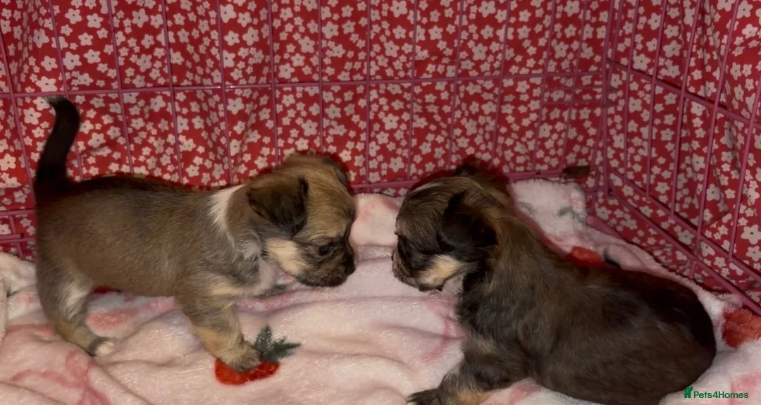 Chorkie dogs for sale: Beautiful Chorkie Girl Puppies - Advert 2