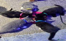 British Shorthair cats for sale: British shorthair x kittens - Image 1