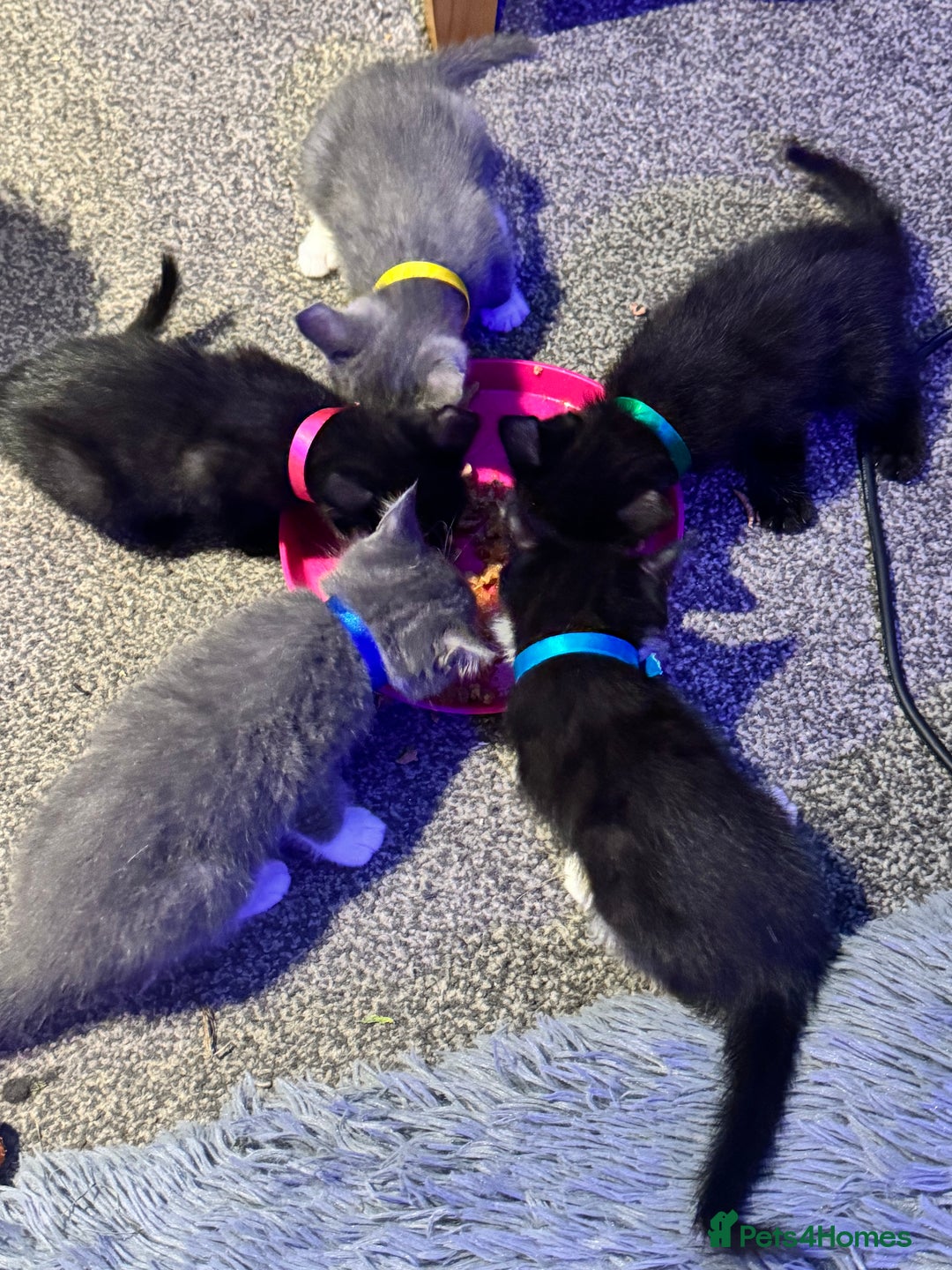 British Shorthair cats for sale: British shorthair x kittens - Image 1