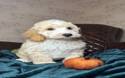 Cockapoo dogs for sale: Pedro f1 cockapoo  - Image 7