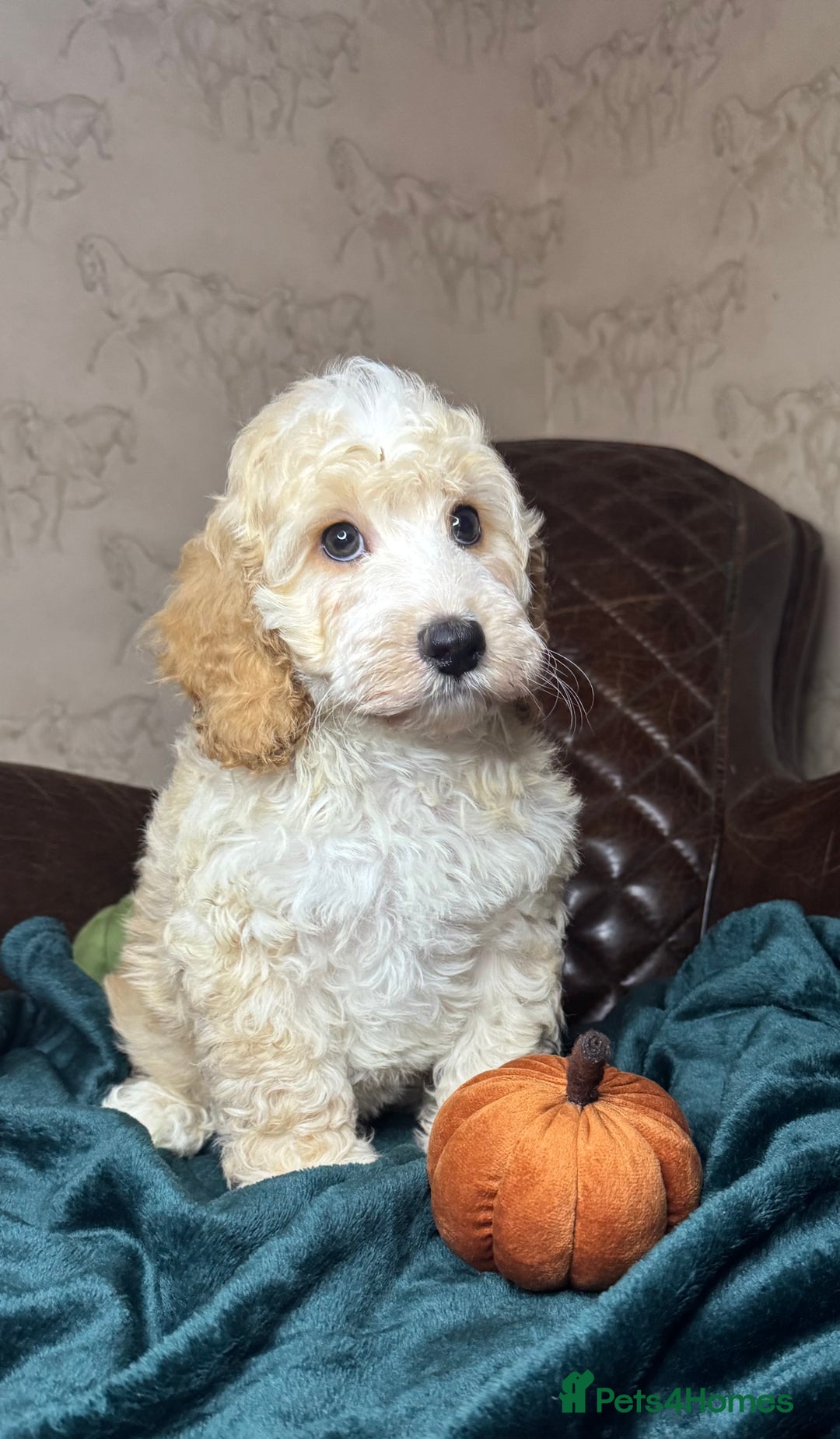 Cockapoo dogs for sale: Pedro f1 cockapoo  - Image 7