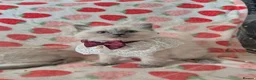 Ragdoll cats for sale: ✨ Stunning Ragdoll Kittens-Blue/Bi-Colour ✨ - Advert 9