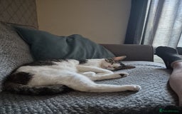 British Shorthair cats for sale: George the FREE cat.  - Image 5