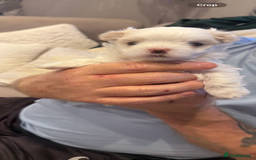 Maltese dogs for sale: Beautiful half Korean Kc reg Maltese  - Image 20