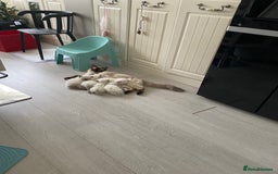 Ragdoll cats for sale: 7 ragdoll cats & kittens  - Image 22