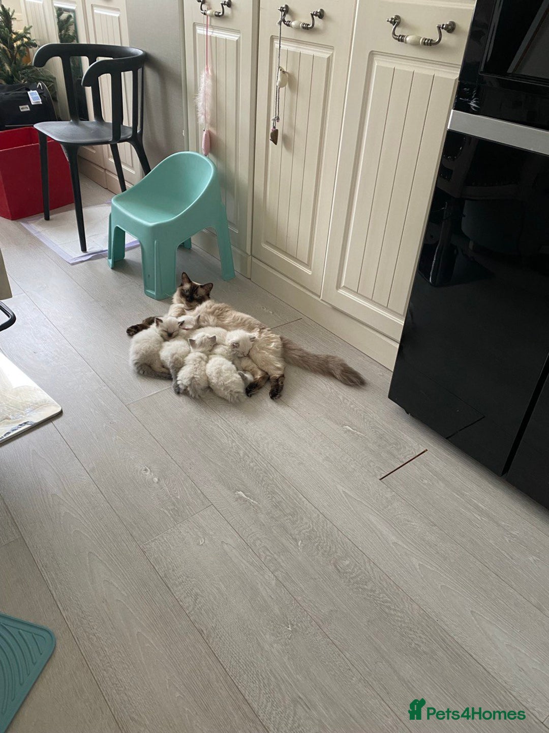 Ragdoll cats for sale: 7 ragdoll cats & kittens  - Image 22