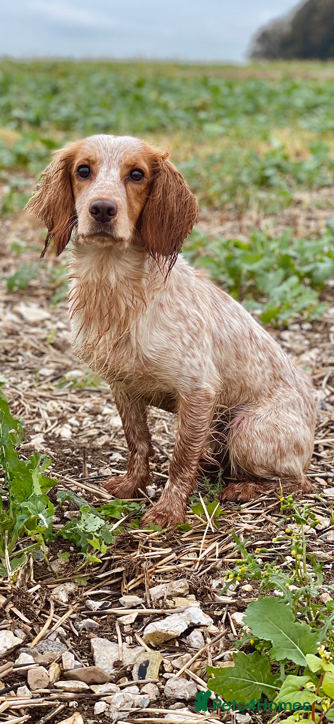 Cocker Spaniel dogs for stud: Working Cocker Stud  - Advert 7