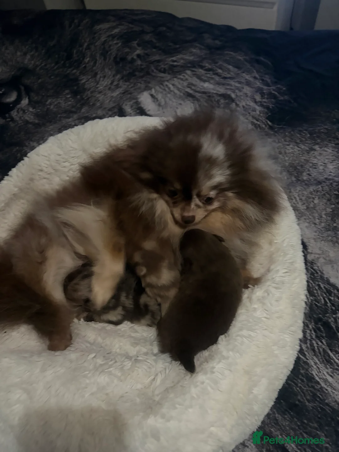 Pomeranian dogs for sale: Amazing  **  Poms bear🐻 in Croydon - Advert 14