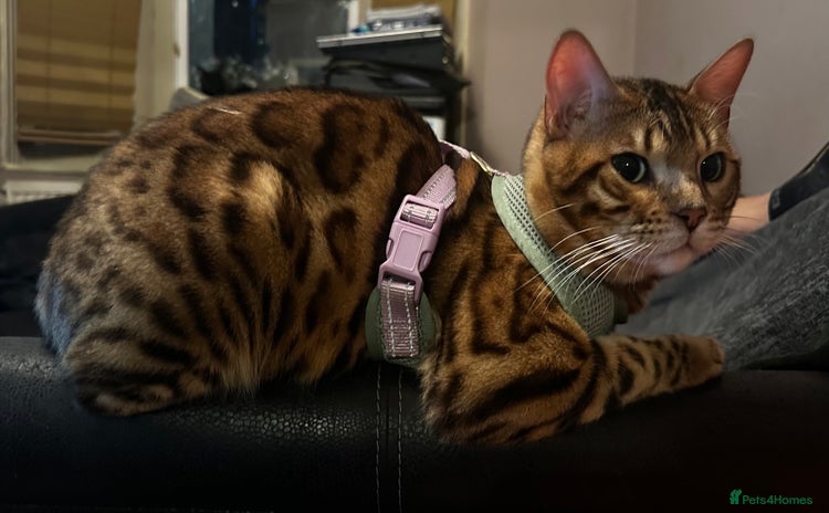 Bengal cats - Advert 9
