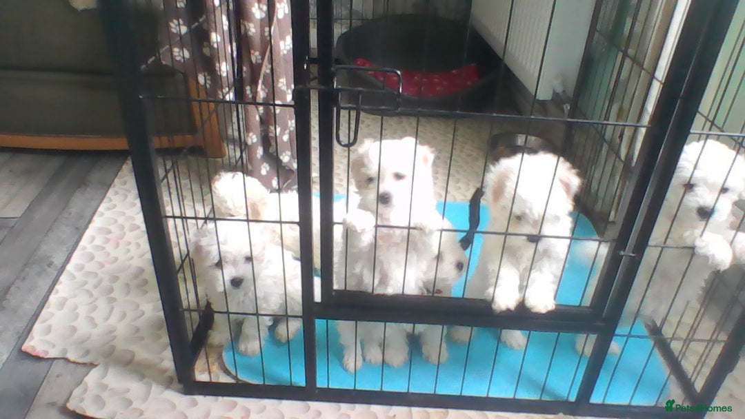 Bichon Frise dogs for sale: KC. REG BICHON FRISE PUPS - Advert 13